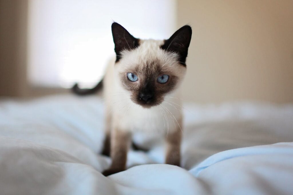 Siamese Cat